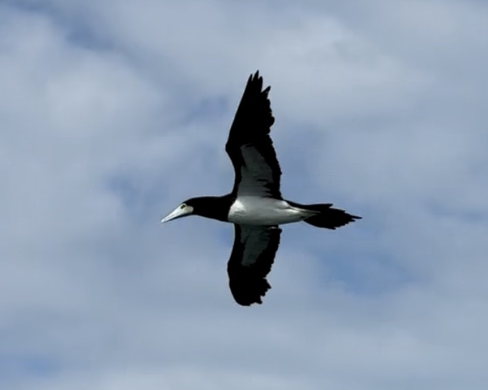 Brown Booby - ML639134647