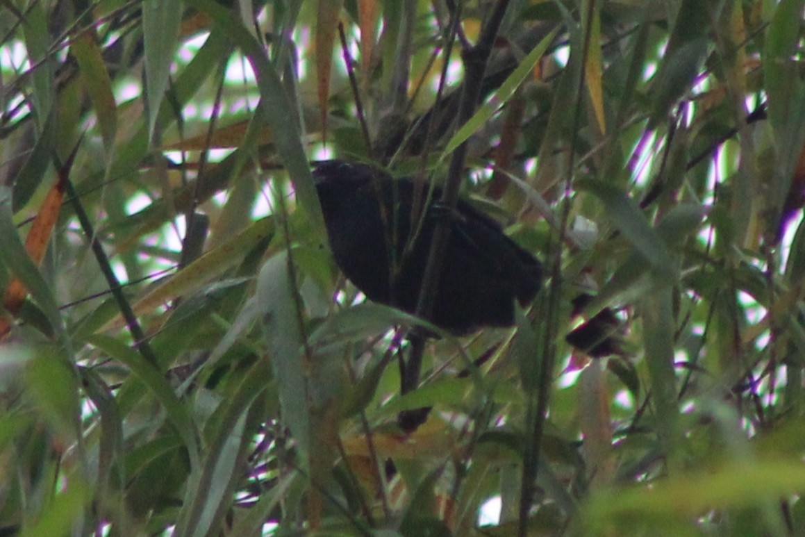 Ecuadorian Seedeater - ML639134658