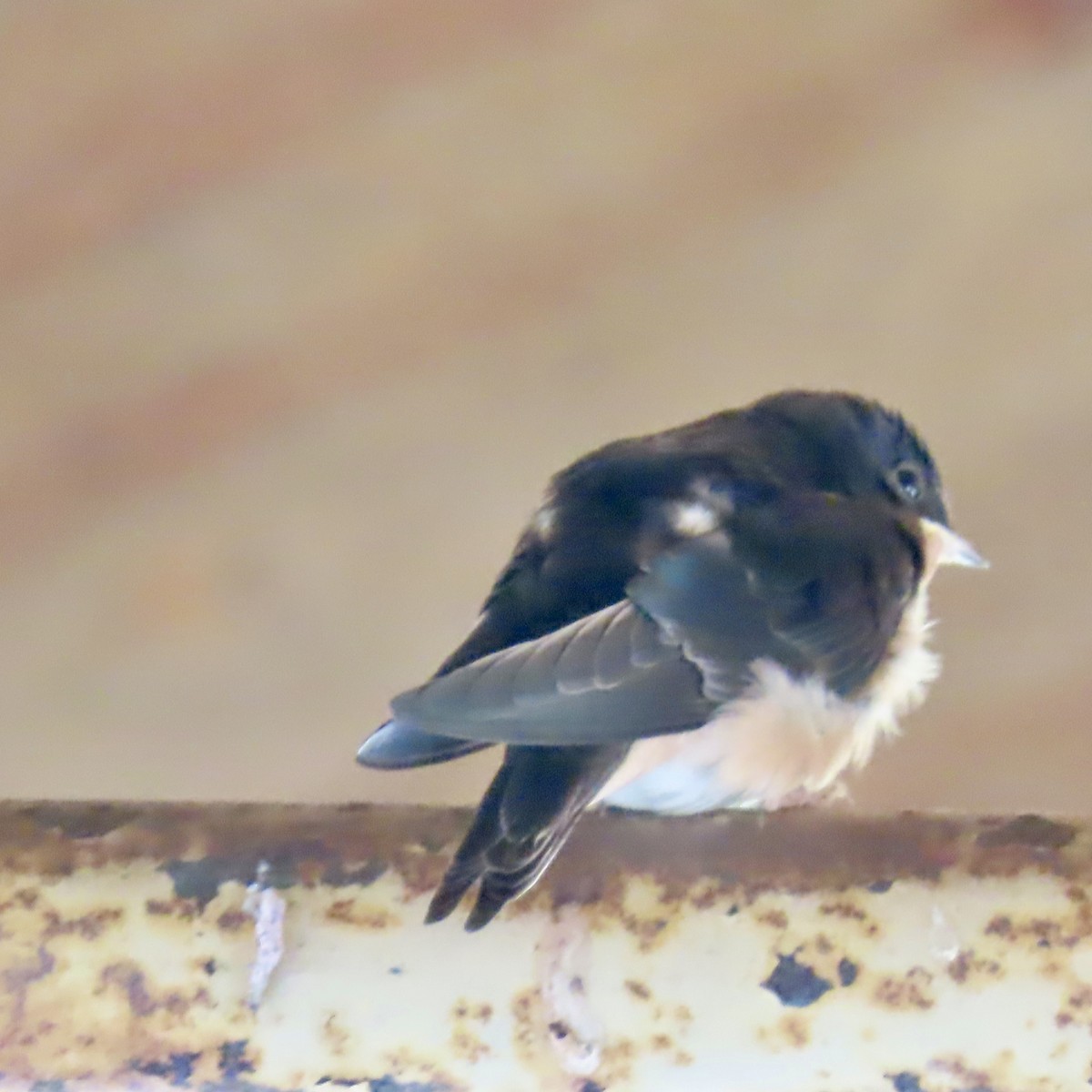 Barn Swallow - ML639134787