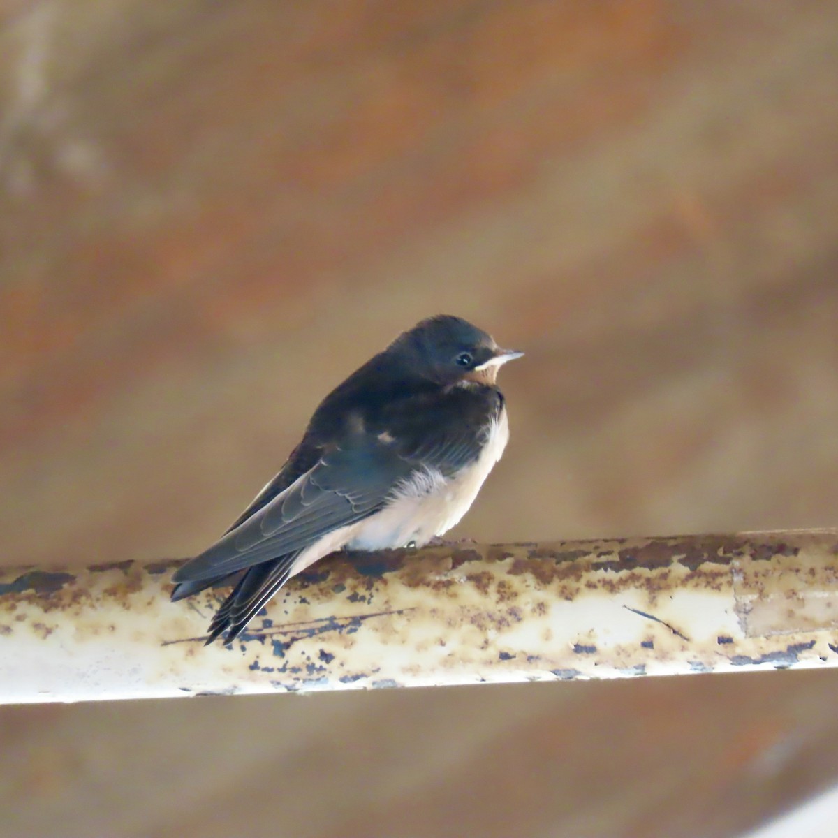 Barn Swallow - ML639134788