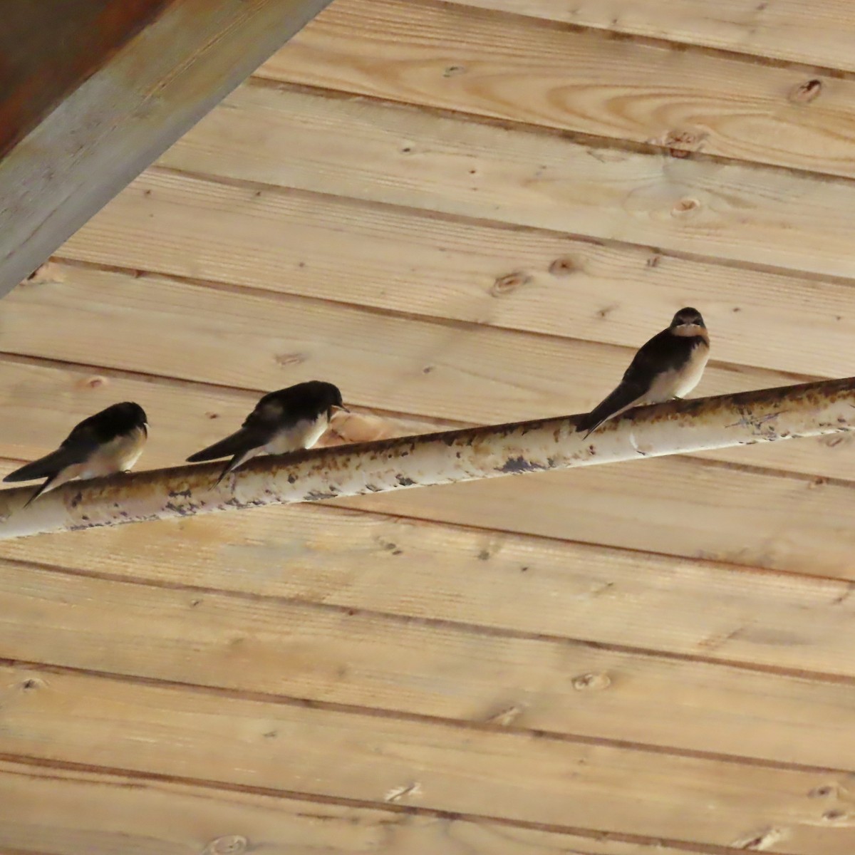 Barn Swallow - ML639134789