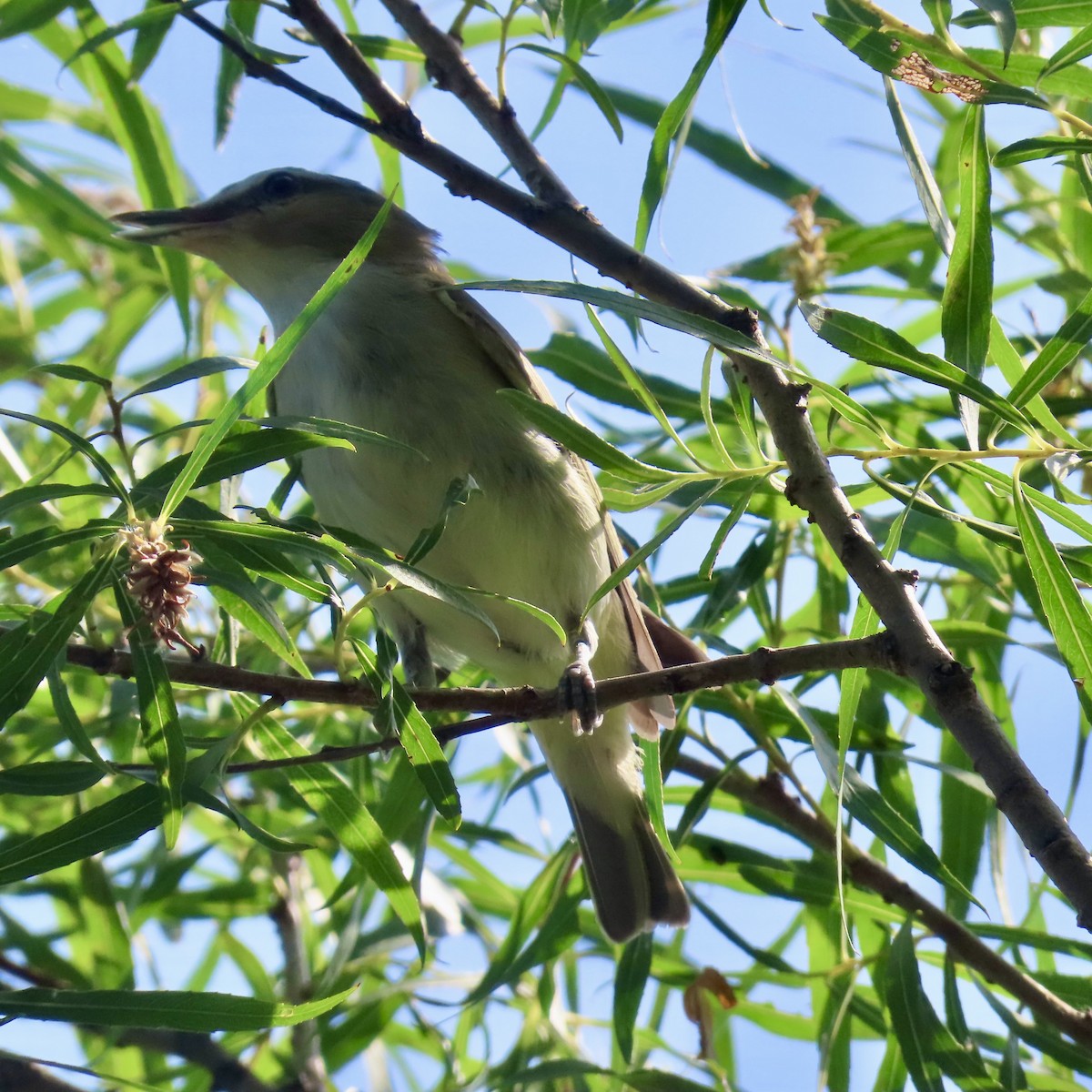 Red-eyed Vireo - ML639134819