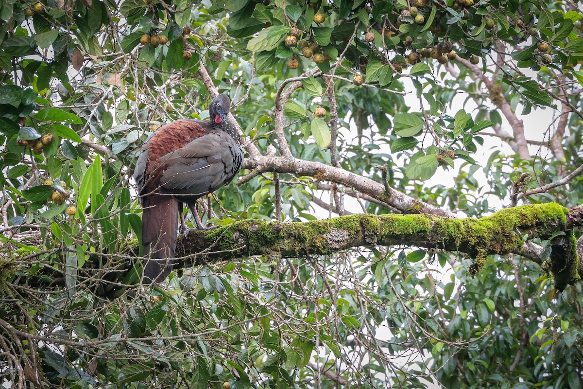 Crested Guan - ML639134854