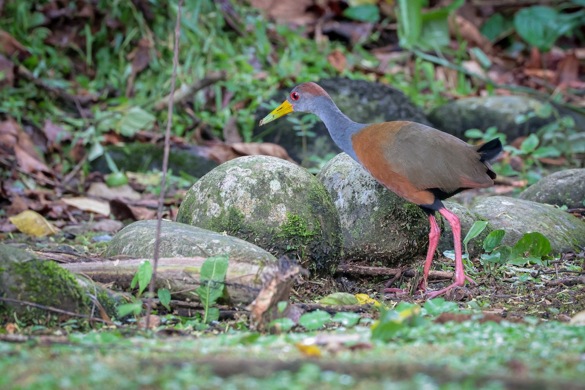 Russet-naped Wood-Rail - ML639134855