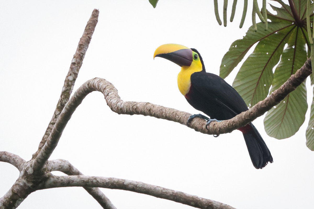 Yellow-throated Toucan - ML639134857