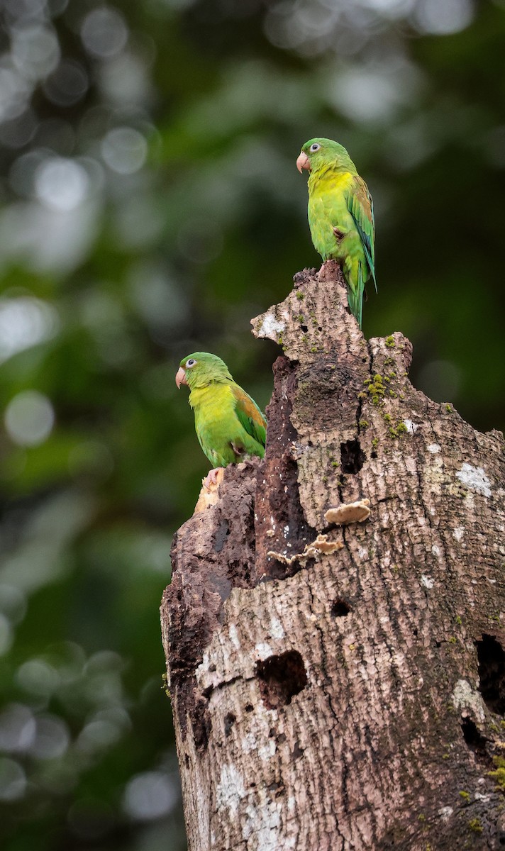 Orange-chinned Parakeet - ML639134864