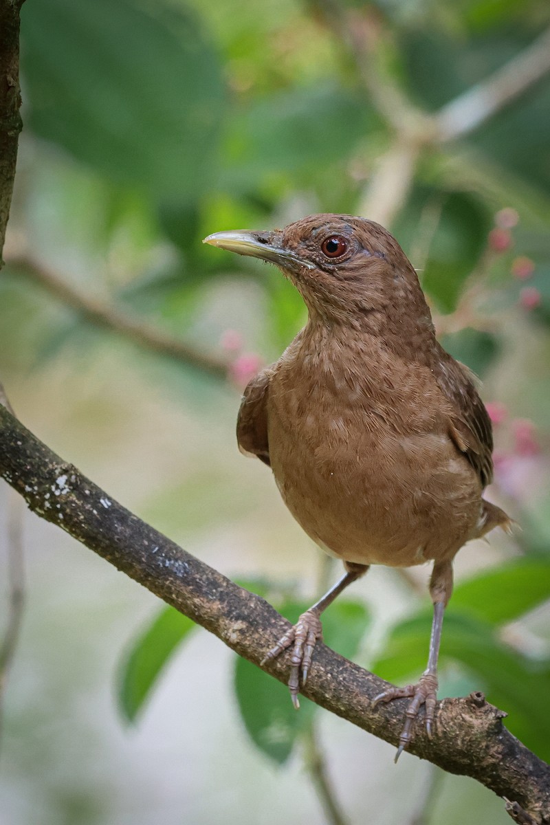 Clay-colored Thrush - ML639134869