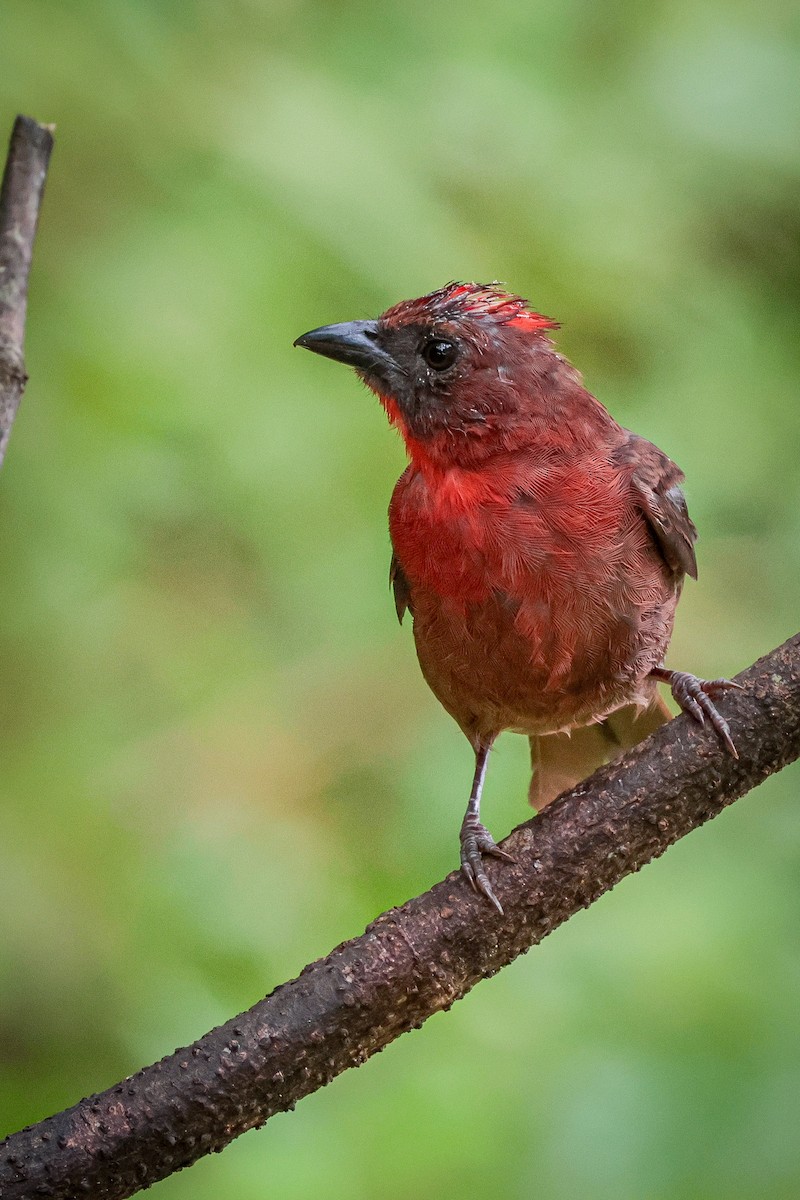 Red-throated Ant-Tanager - ML639134883
