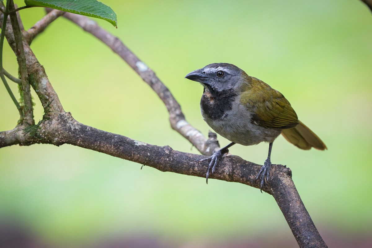 Buff-throated Saltator - ML639134889