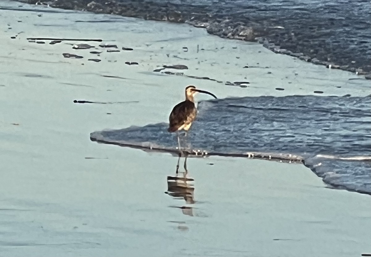 koliha hudsonská - ML639134900