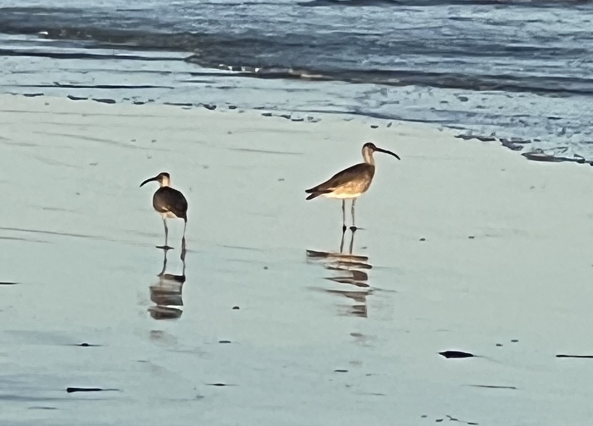 koliha hudsonská - ML639134901