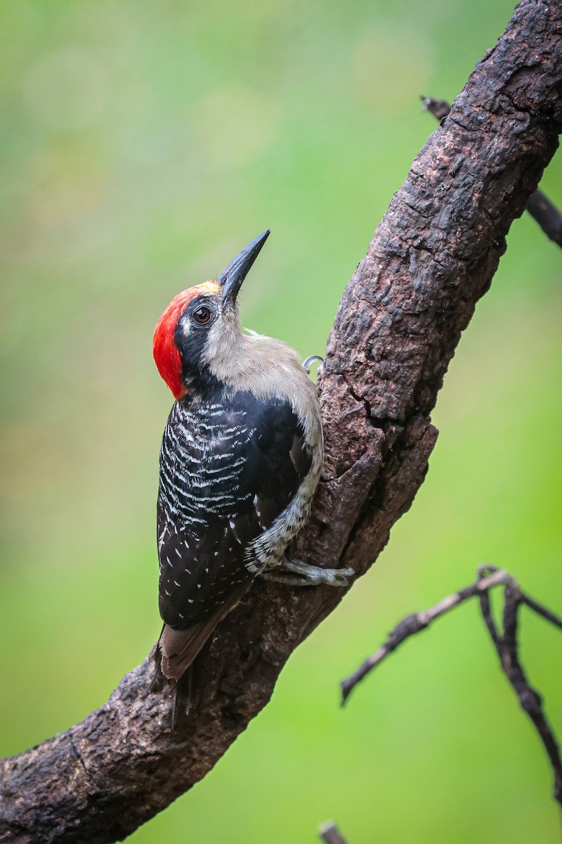 Black-cheeked Woodpecker - ML639134928