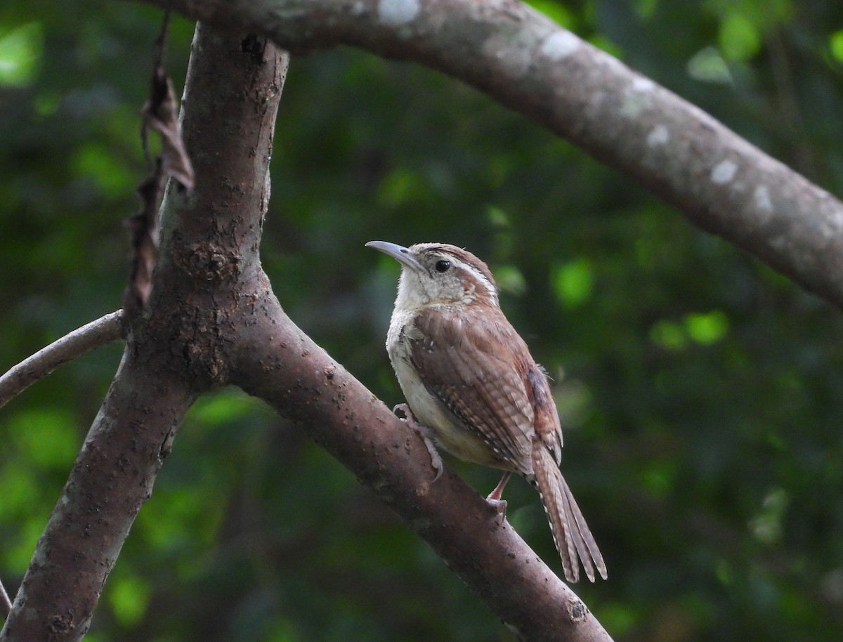 Carolina Wren - ML639134931