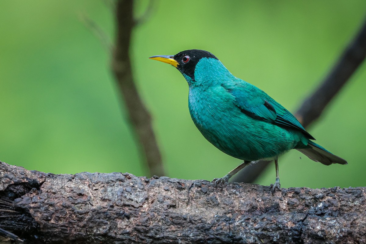 Green Honeycreeper - ML639134937