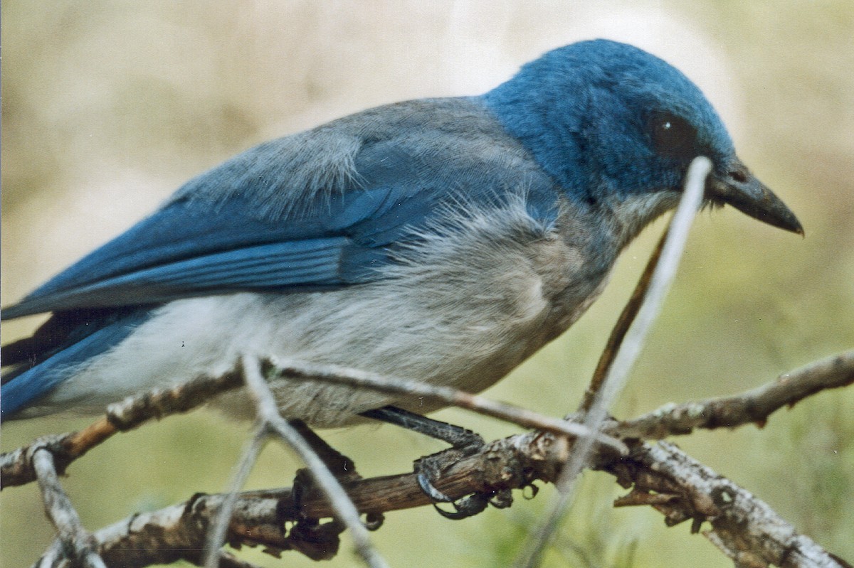 Mexican Jay - ML639134964