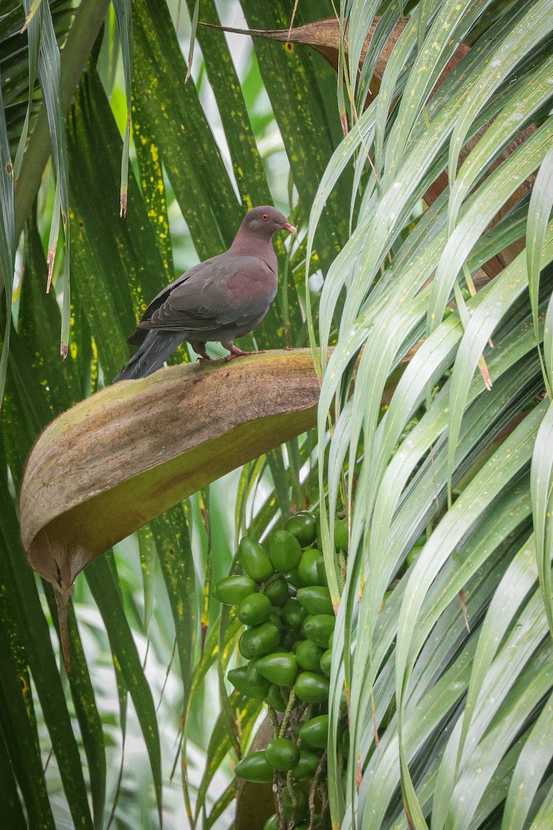 Red-billed Pigeon - ML639134971