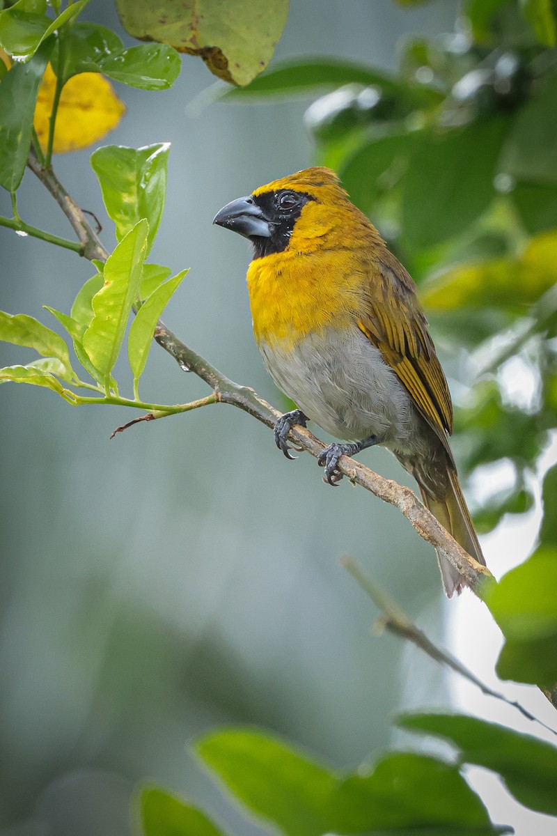 Black-faced Grosbeak - ML639134976