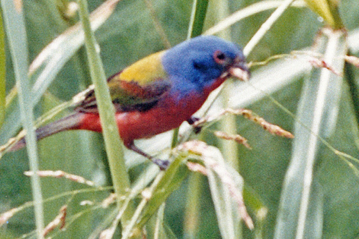 Painted Bunting - ML639134977