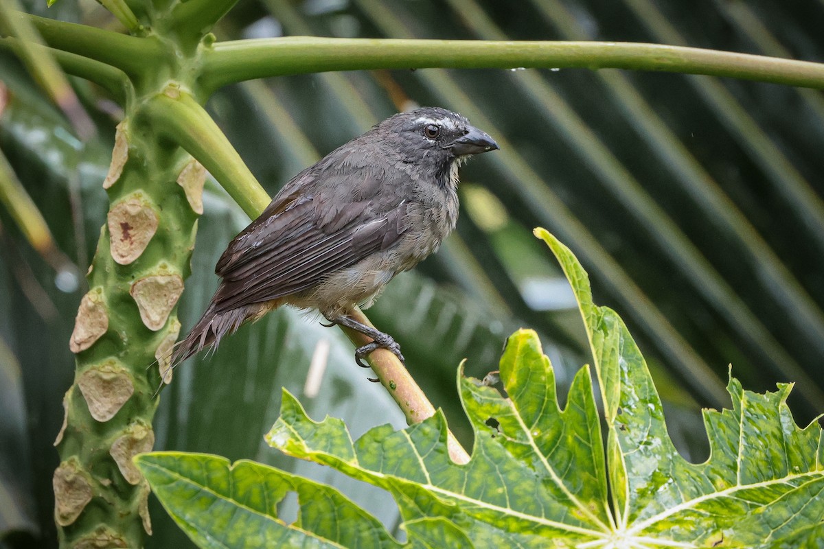 Cinnamon-bellied Saltator - ML639134985