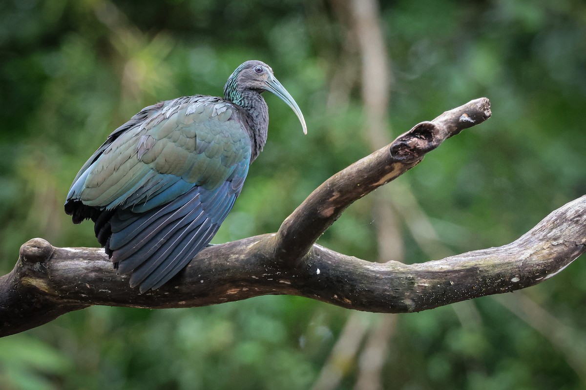 Green Ibis - ML639135001