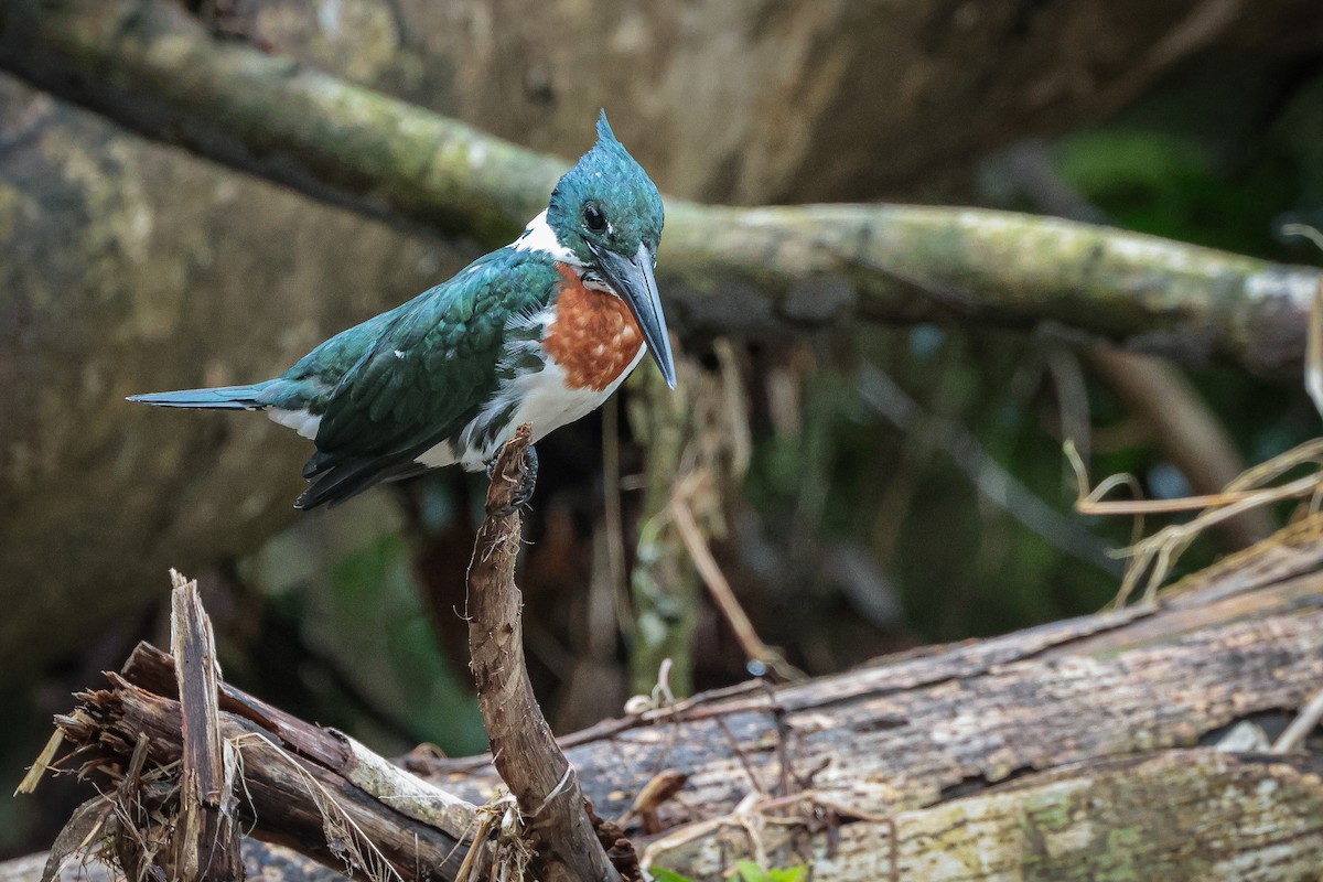 Amazon Kingfisher - ML639135005