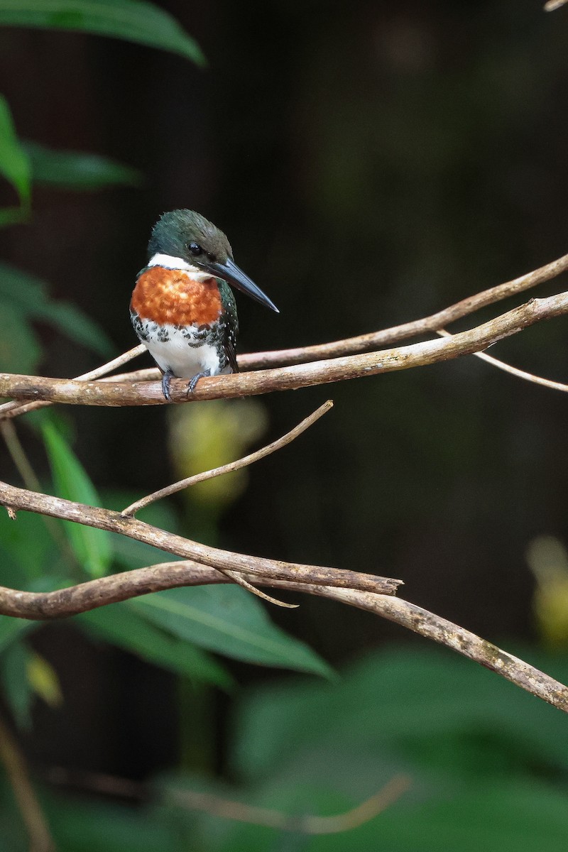 Green Kingfisher - ML639135008