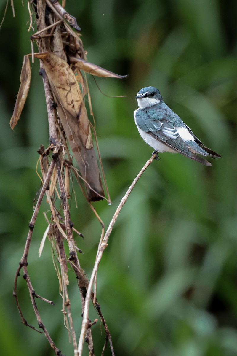Mangrove Swallow - ML639135013