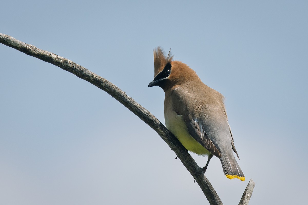 Cedar Waxwing - ML639135032
