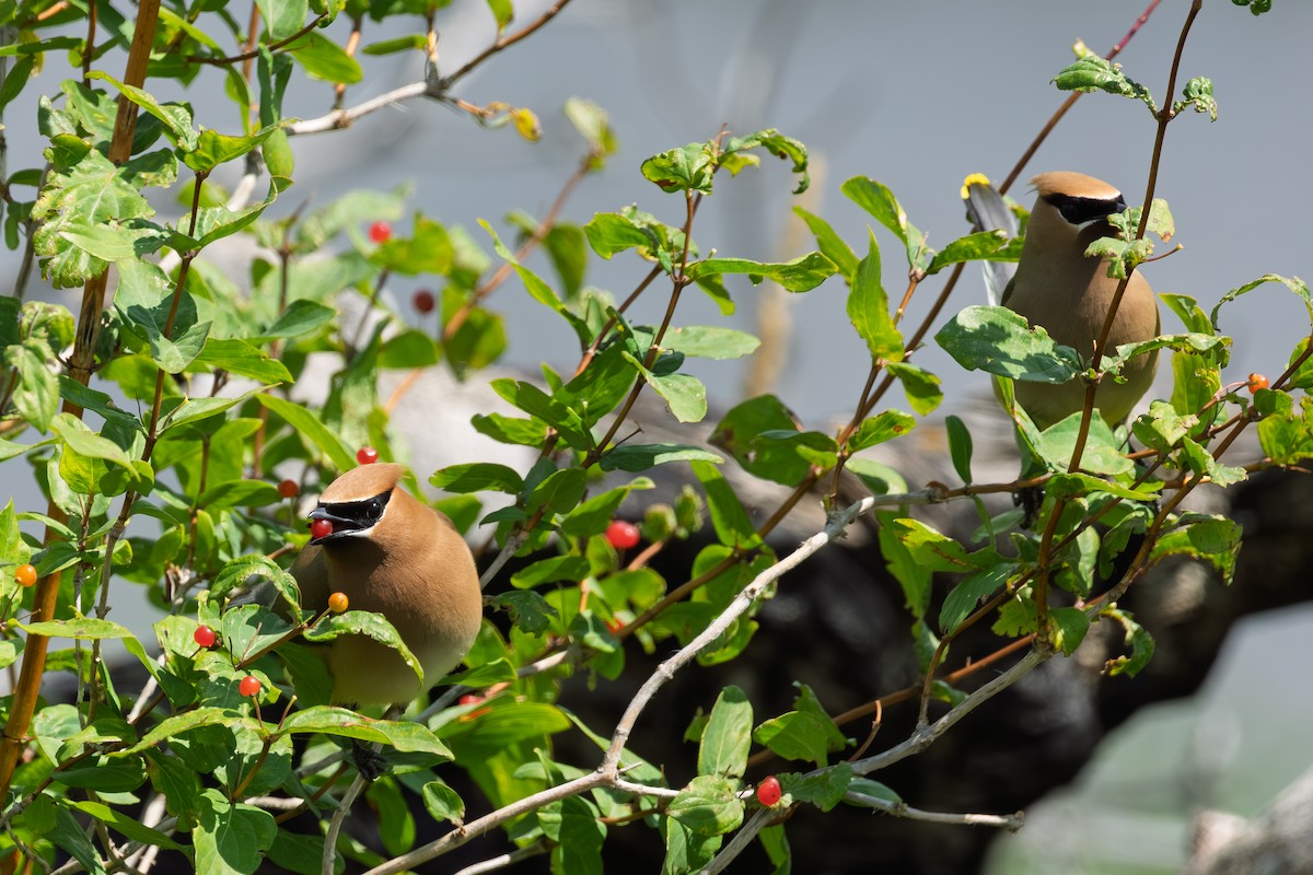 Cedar Waxwing - ML639135033
