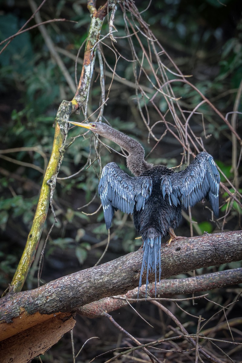 Anhinga - ML639135035