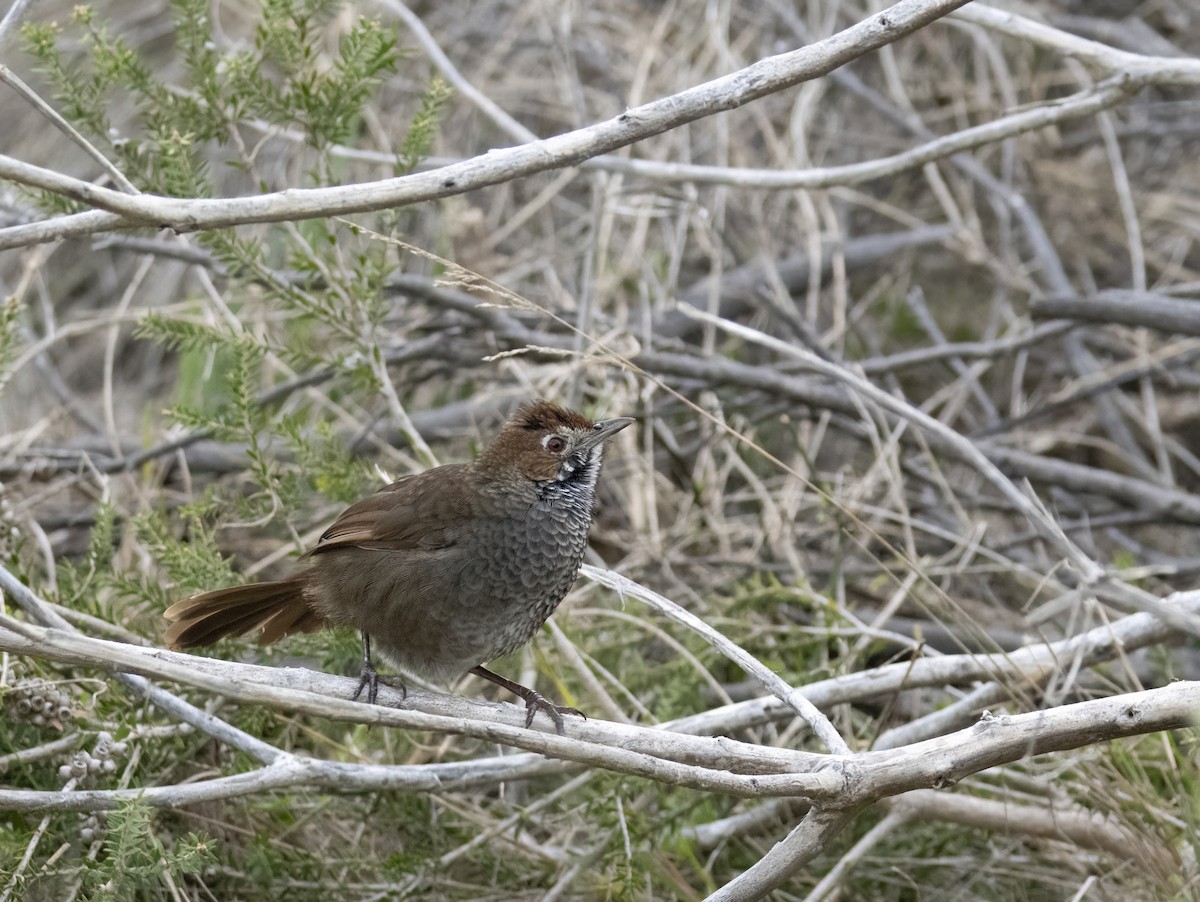 Rufous Bristlebird - ML639135088