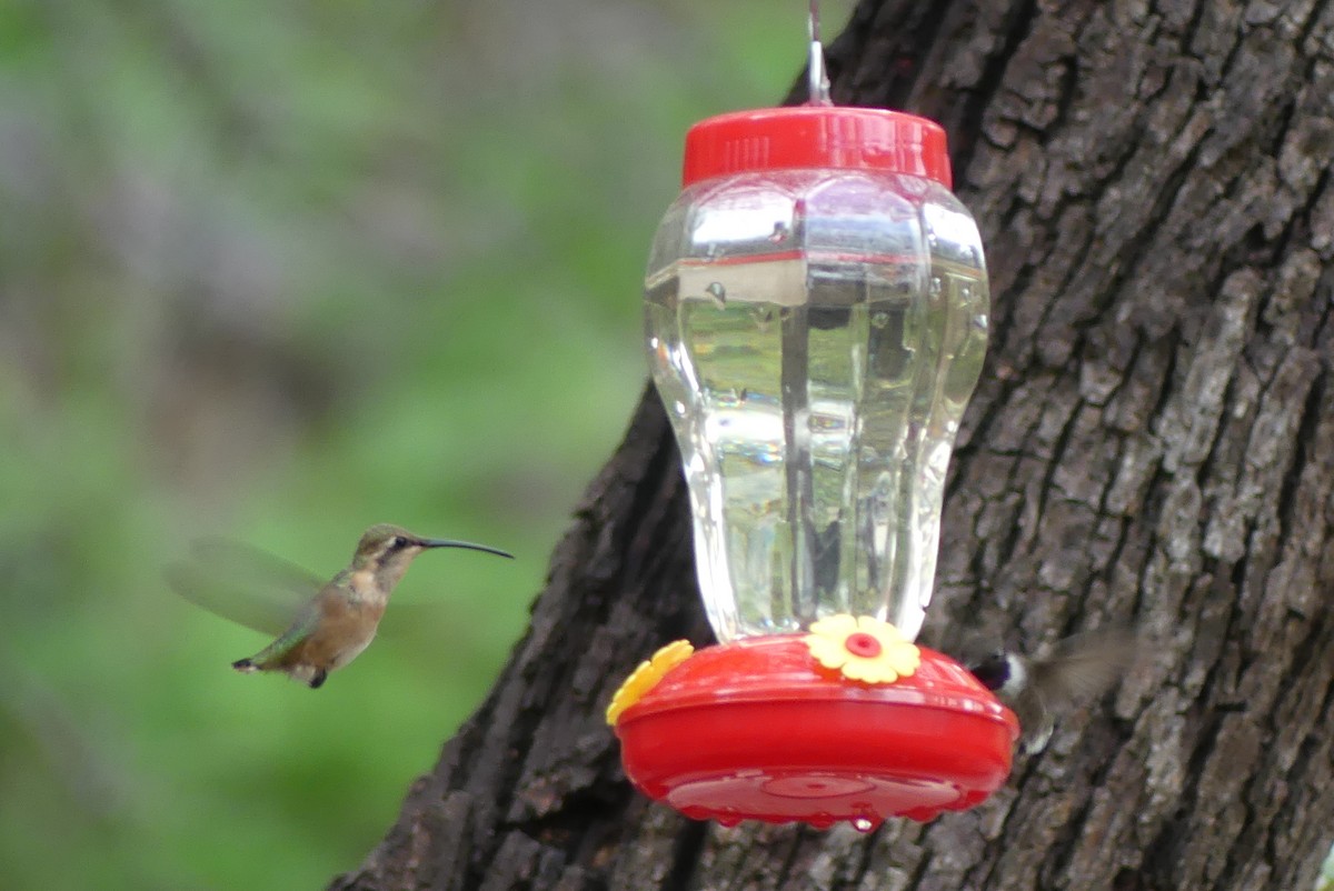 kalypta zelenoboká - ML639135116