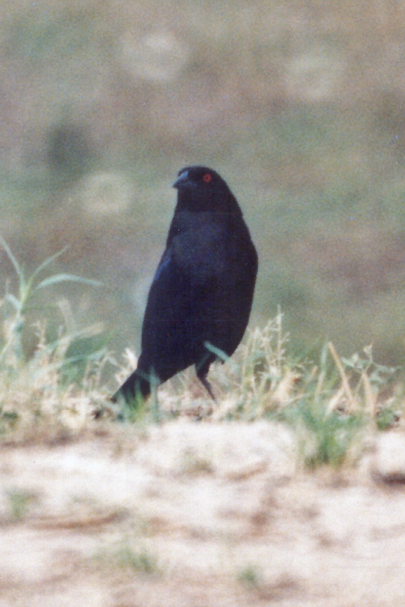 Bronzed Cowbird - ML639135136