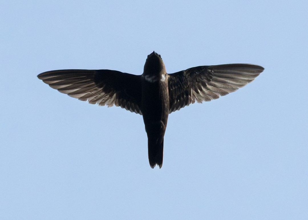 ムナジロムジアマツバメ - ML639135156