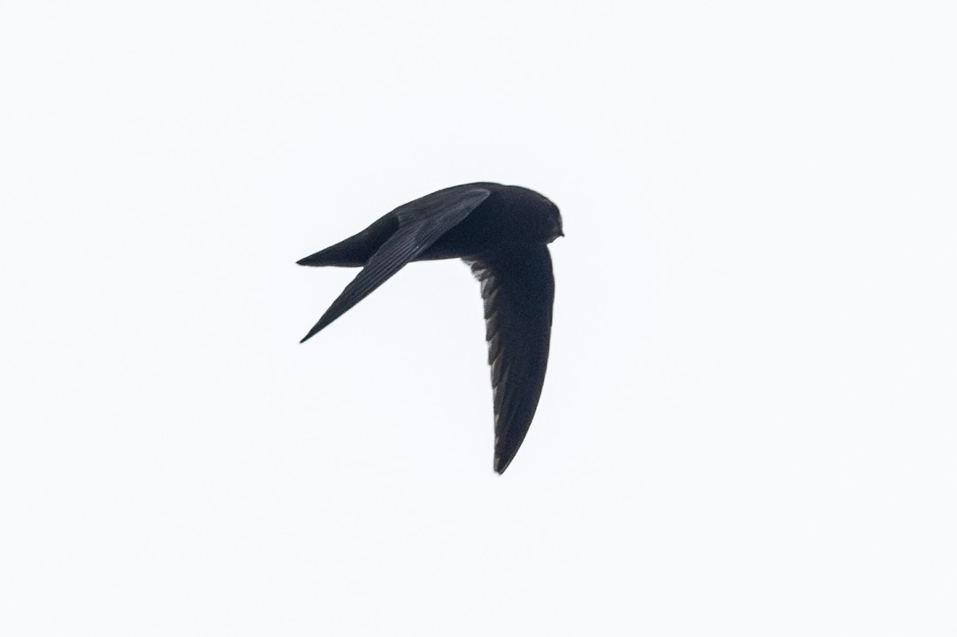 シロアゴムジアマツバメ - ML639135157