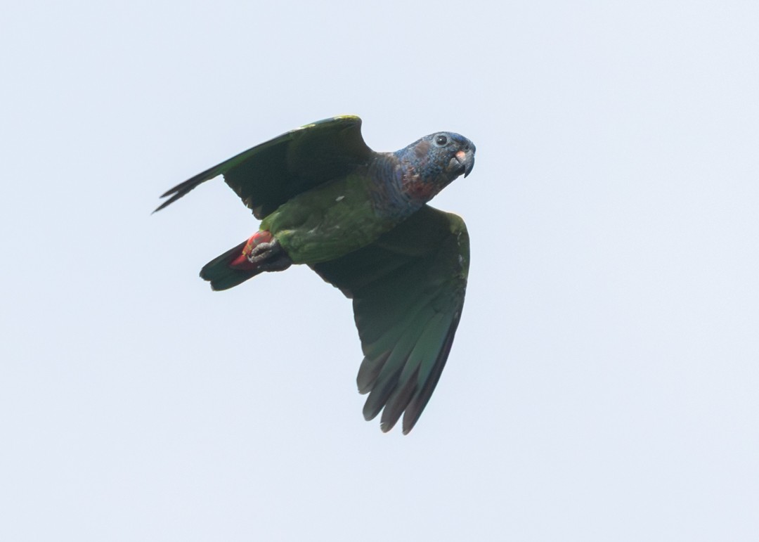 アケボノインコ - ML639135201