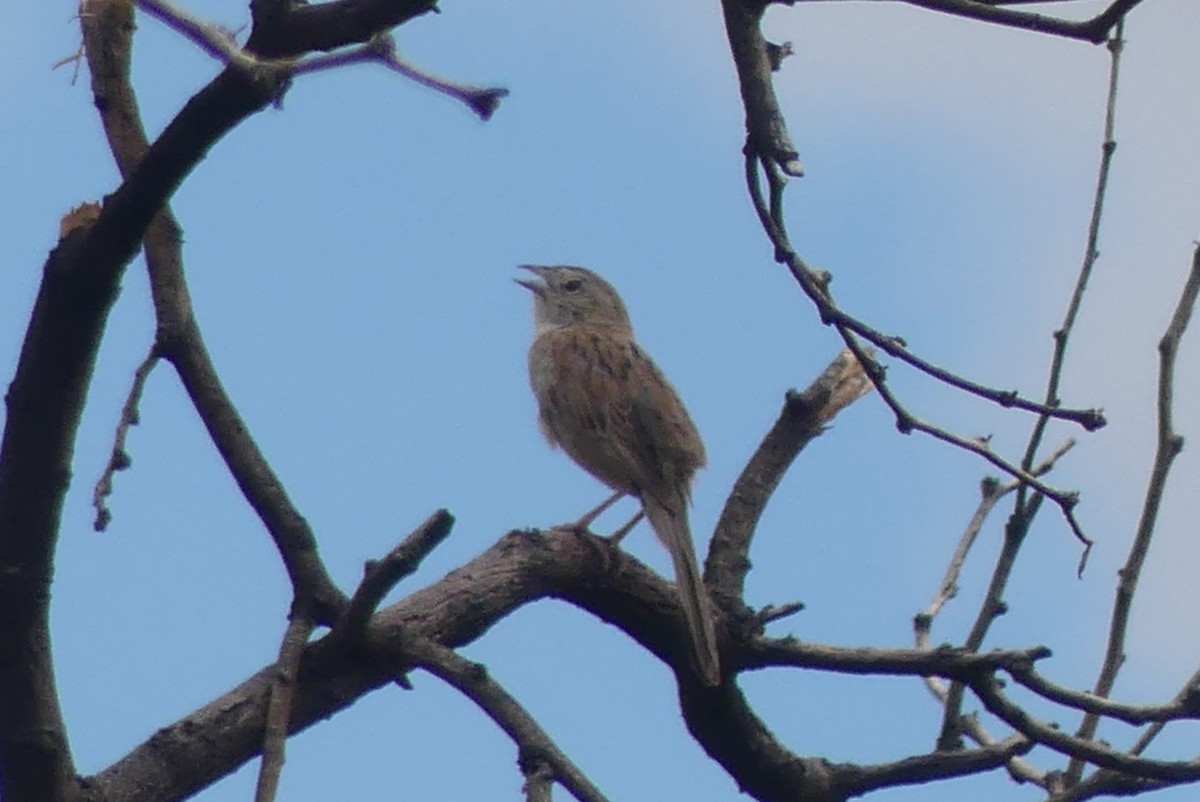 Botteri's Sparrow - ML639135305