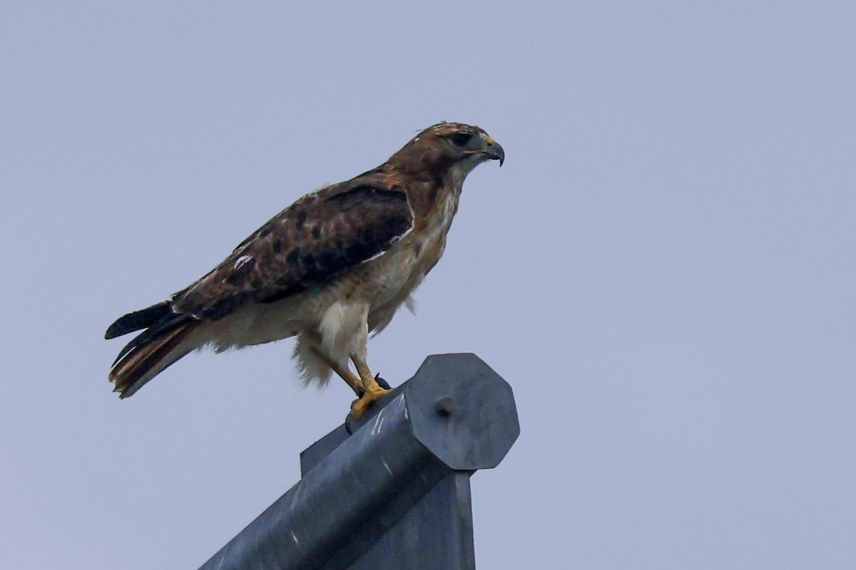 Red-tailed Hawk - ML639135318