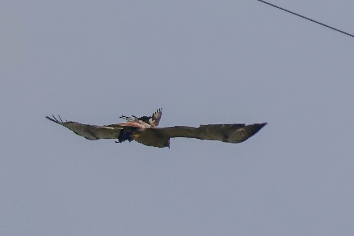 Scissor-tailed Flycatcher - ML639135334