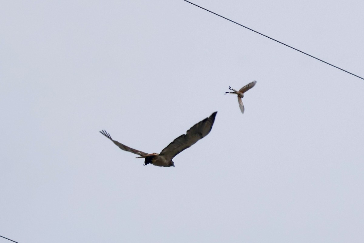 Scissor-tailed Flycatcher - ML639135335