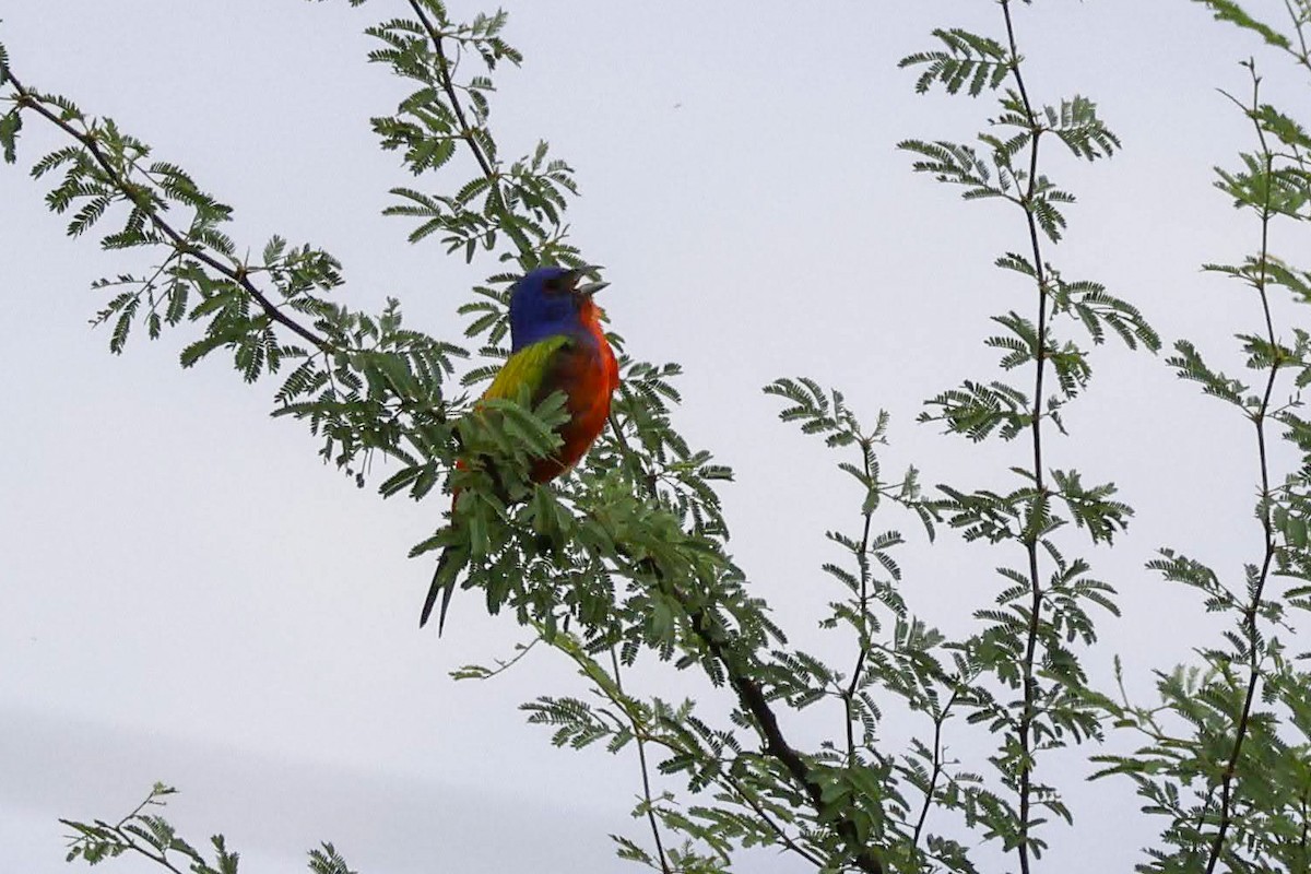 Painted Bunting - ML639135346
