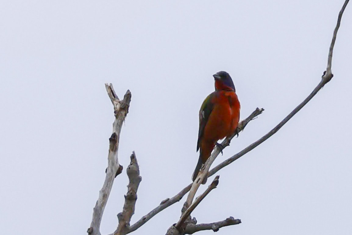 Painted Bunting - ML639135347