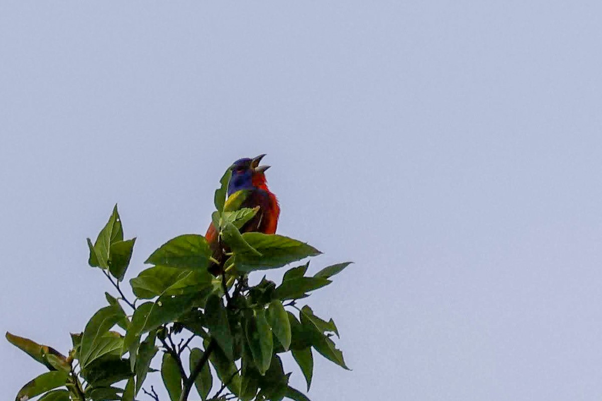 Painted Bunting - ML639135348