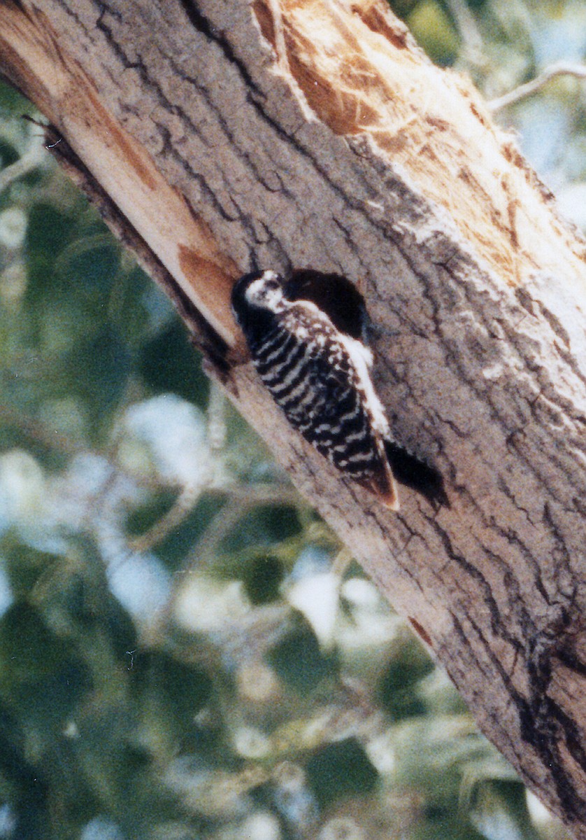 Ladder-backed Woodpecker - ML639135387
