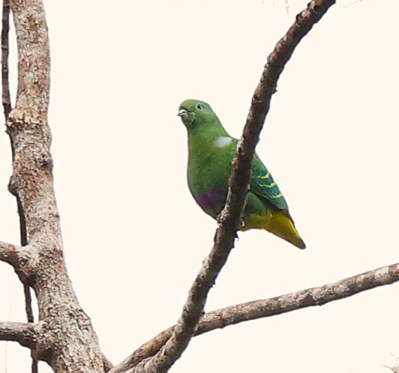 Dwarf Fruit-Dove - ML639135486