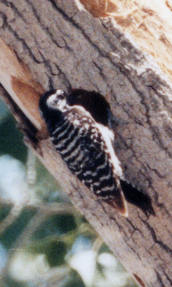 Ladder-backed Woodpecker - ML639135491