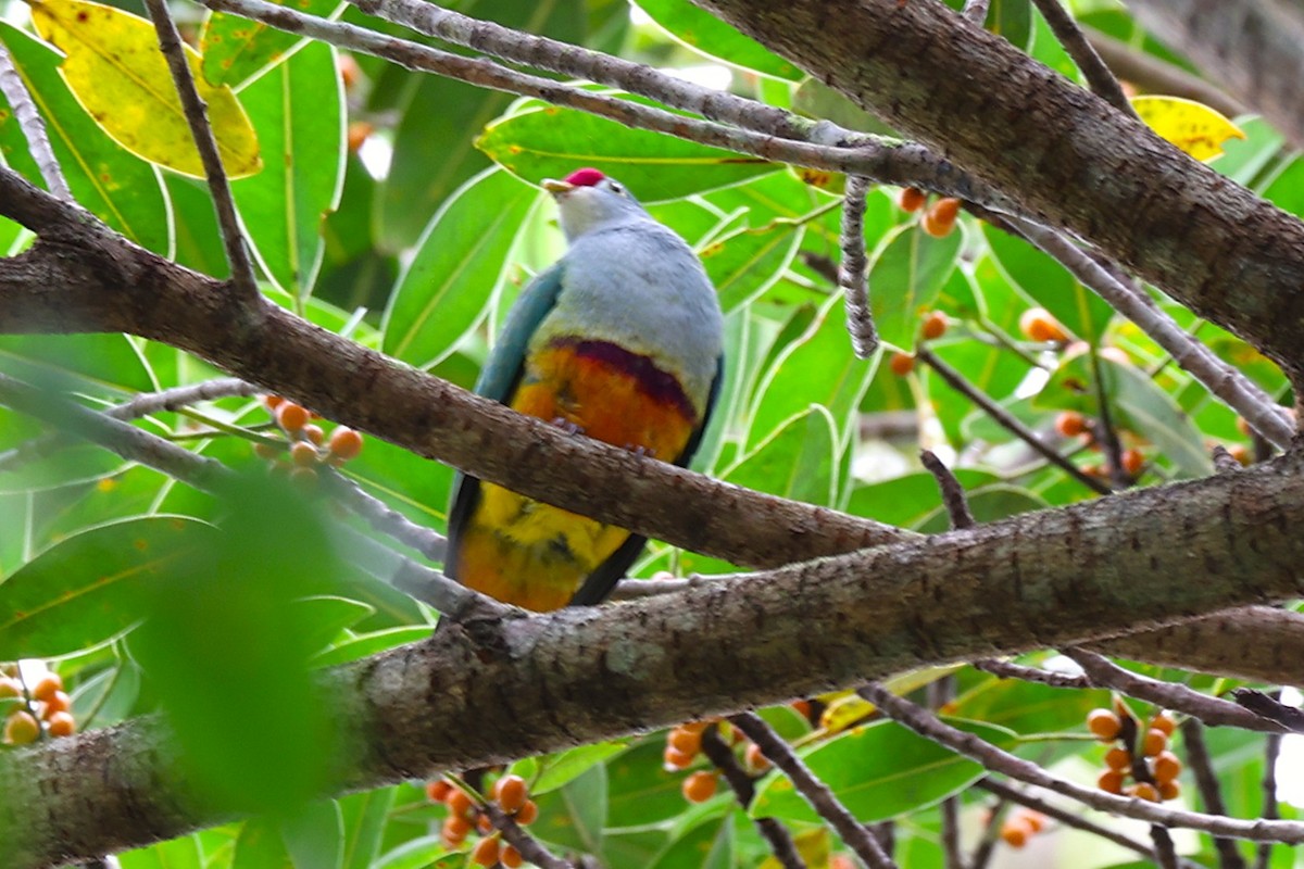 Beautiful Fruit-Dove - ML639135545