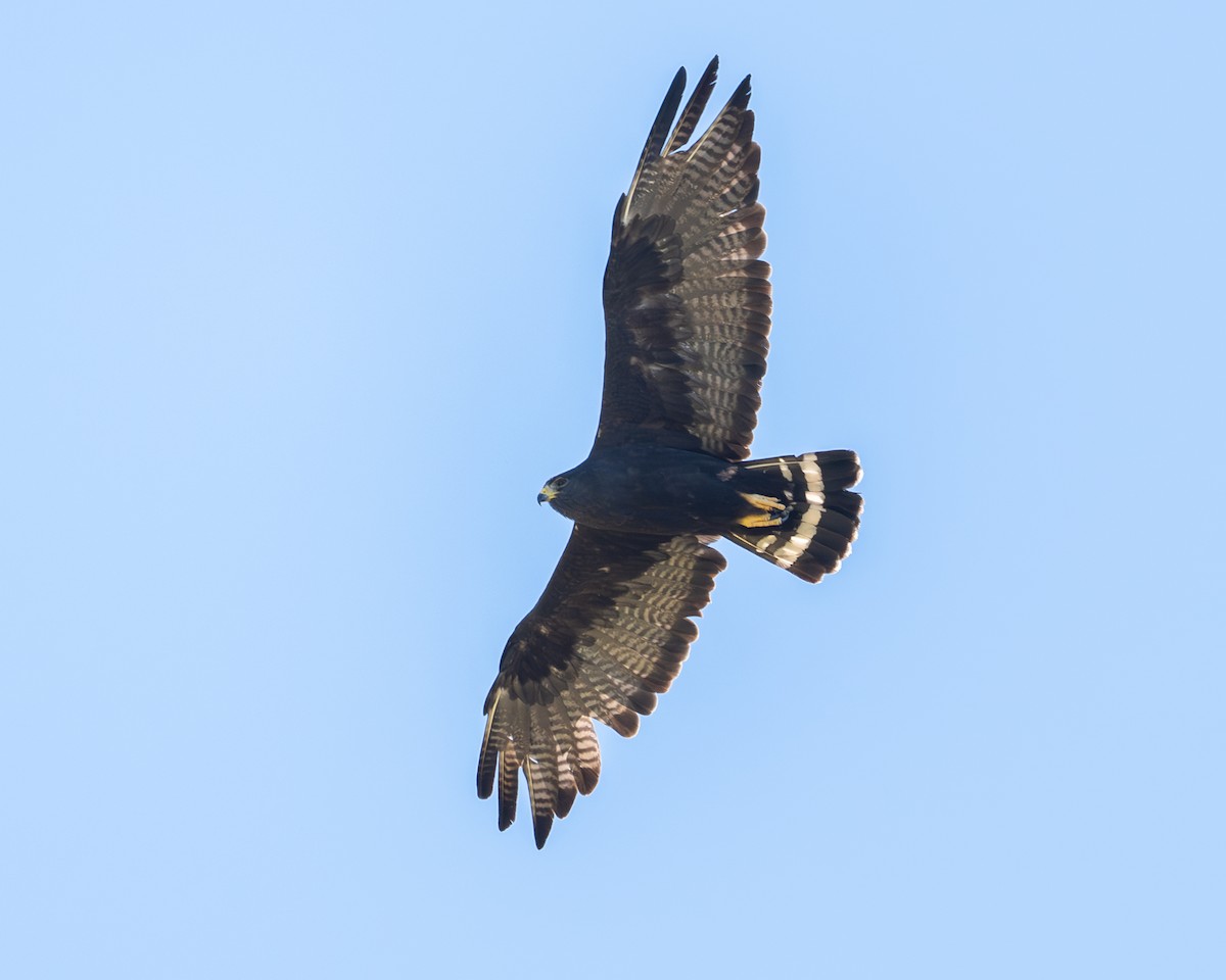 オビオノスリ - ML639135577