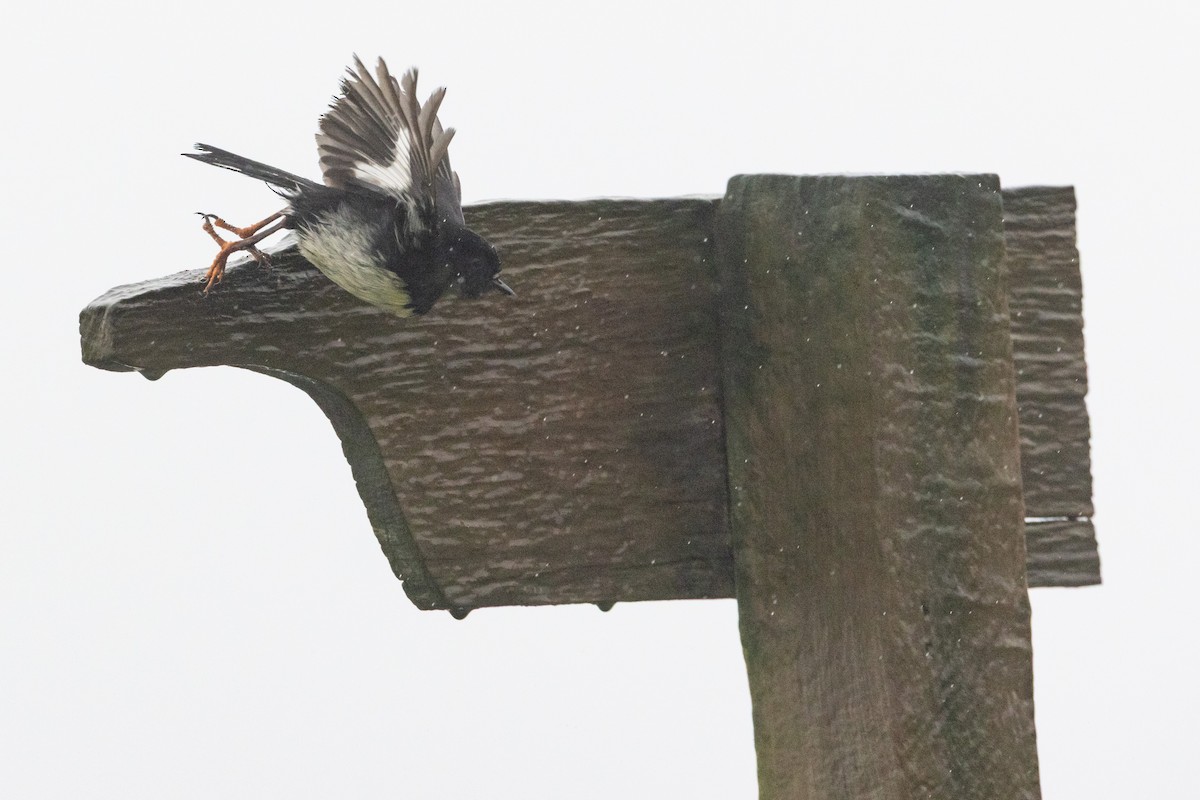 Tomtit - ML639135600