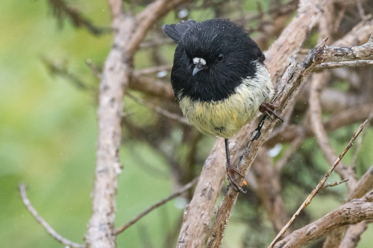 Tomtit - ML639135602